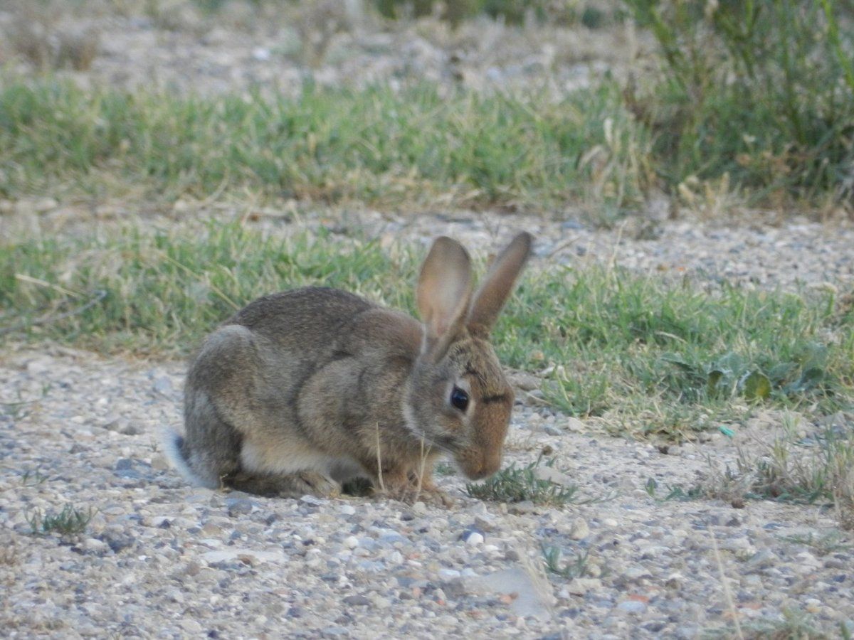 Site de rencontre pour lapin