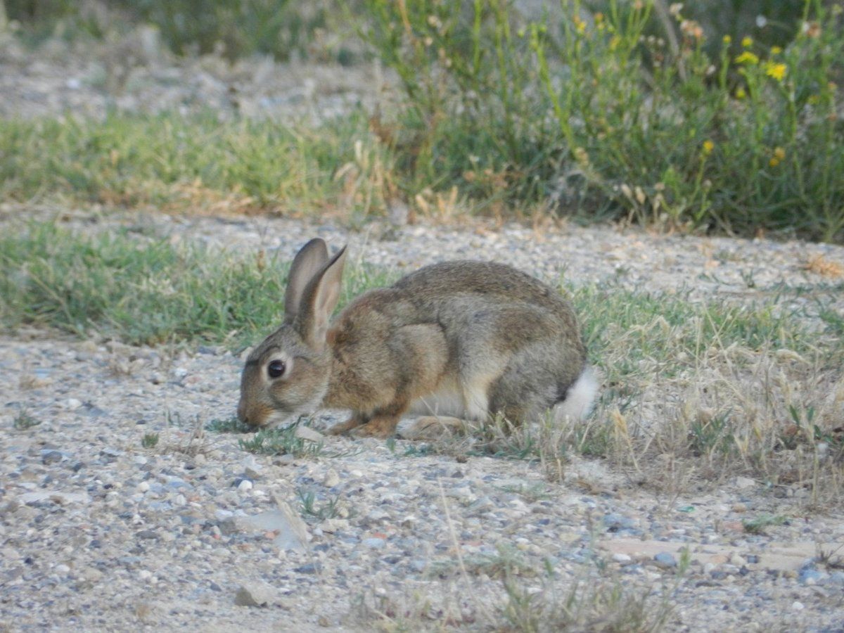 Site de rencontre pour lapin