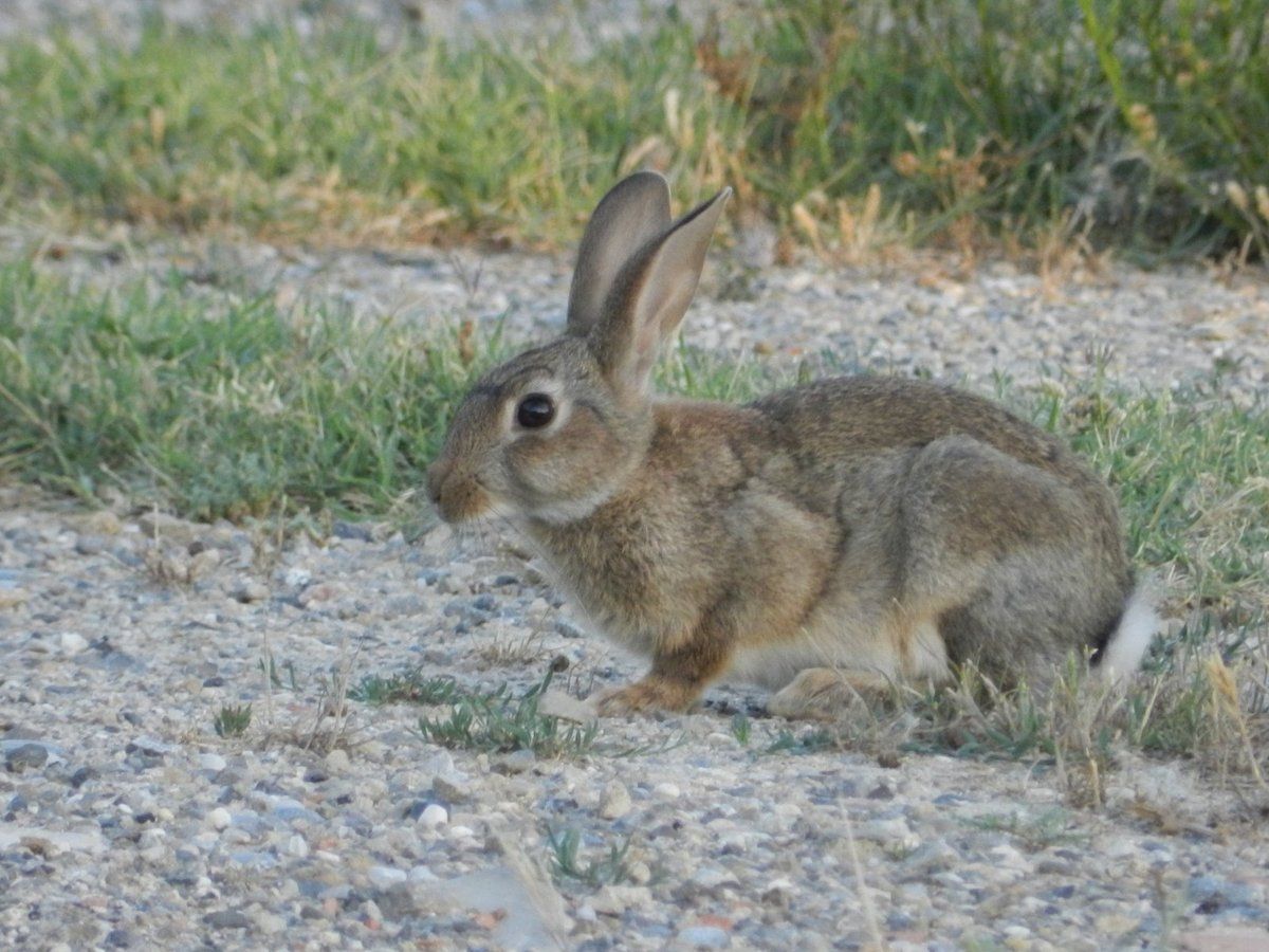 Site de rencontre lapin