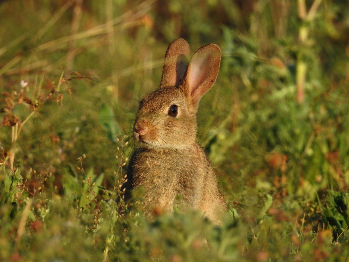les rencontres de la garenne