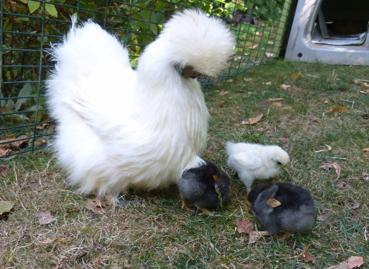 Comment dresser une poule de soie ?