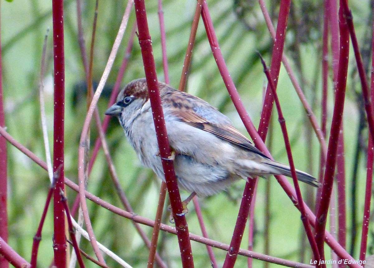 Sur une branche de cornouiller sanguin.