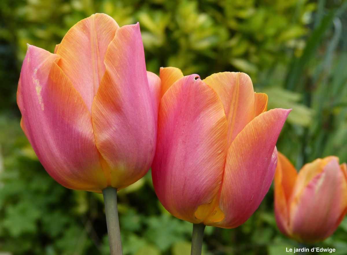 Rose carminé, orangé.