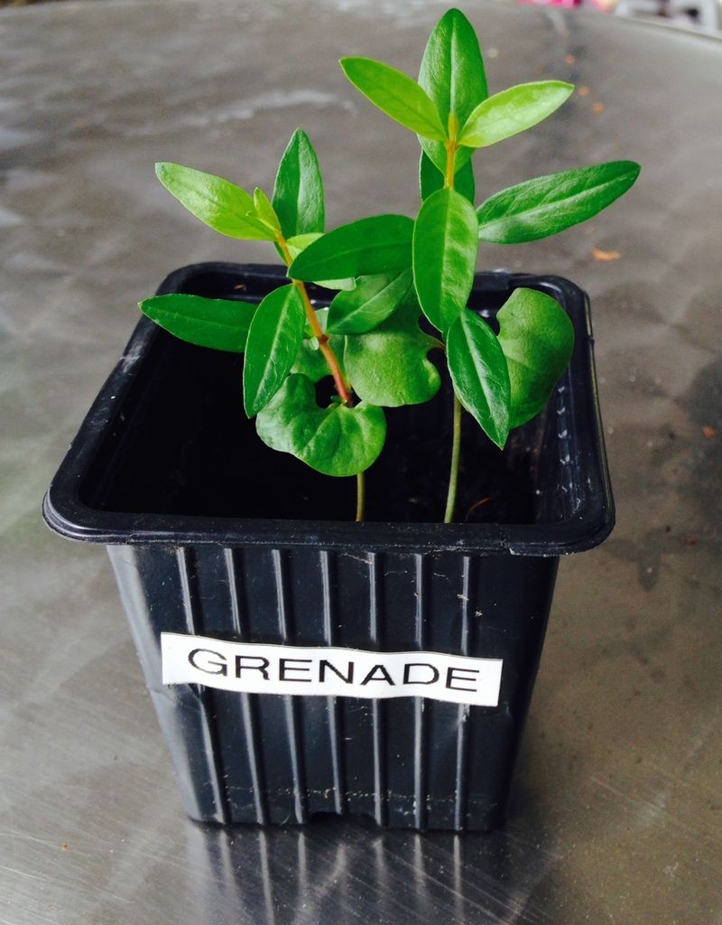 planter une graine de grenade