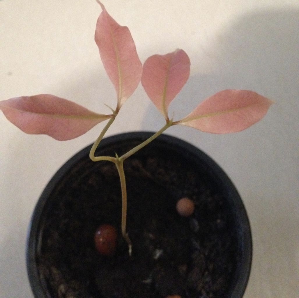 Comment Faire Pousser Un Noyau De Litchi Semis de noyaux de litchis, deuxième essai...en hiver - Le blog botanique  de Nanie, petit à petit : un micro jardin urbain en expérimentation