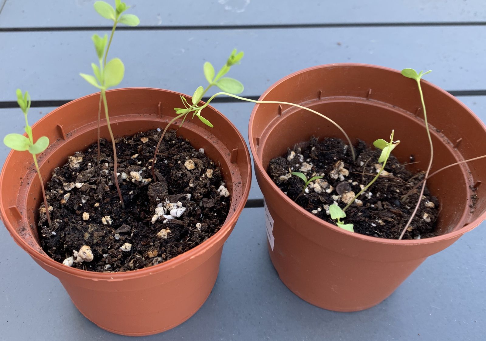 Semis de lin rouge, premier essai à l'intérieur avant repiquage à  l'extérieur - Le blog botanique de Nanie, petit à petit : un micro jardin  urbain en expérimentation