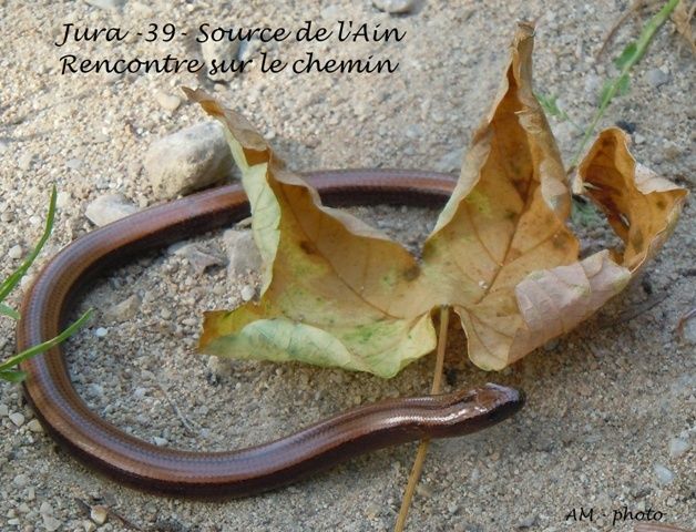 blog rencontre jura