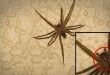 ALERTE: Épidémie au Mexique d'araignée la plus dangereuse du monde. S'il vous plaît partager