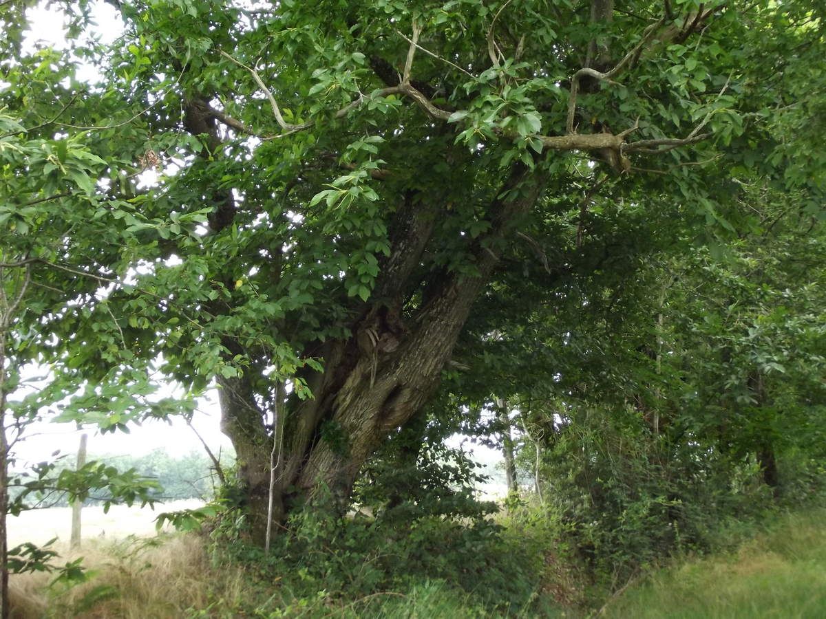 Saint Benoit du Sault, Montgarnaud, Les Gorces, La Dinière Balades à