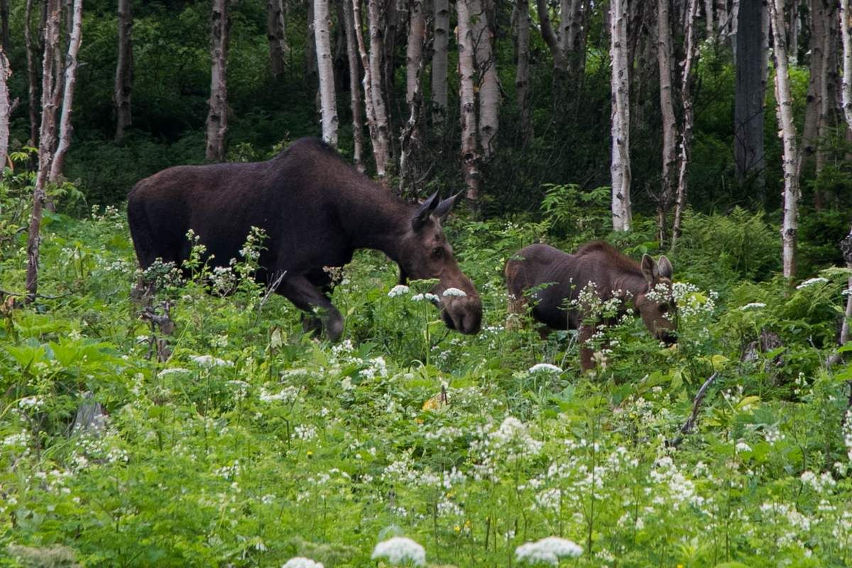 rencontre avec ours canada