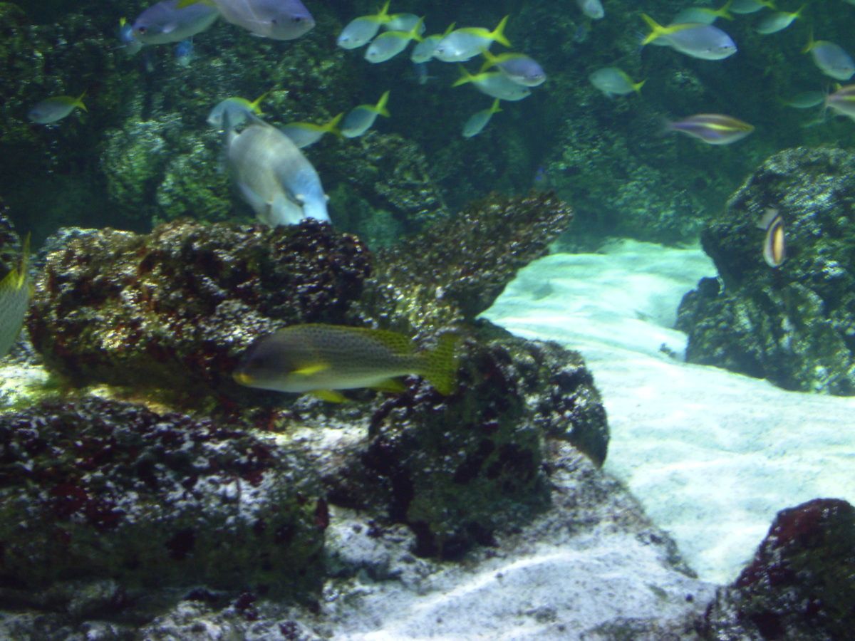 L'aquarium de La Rochelle.