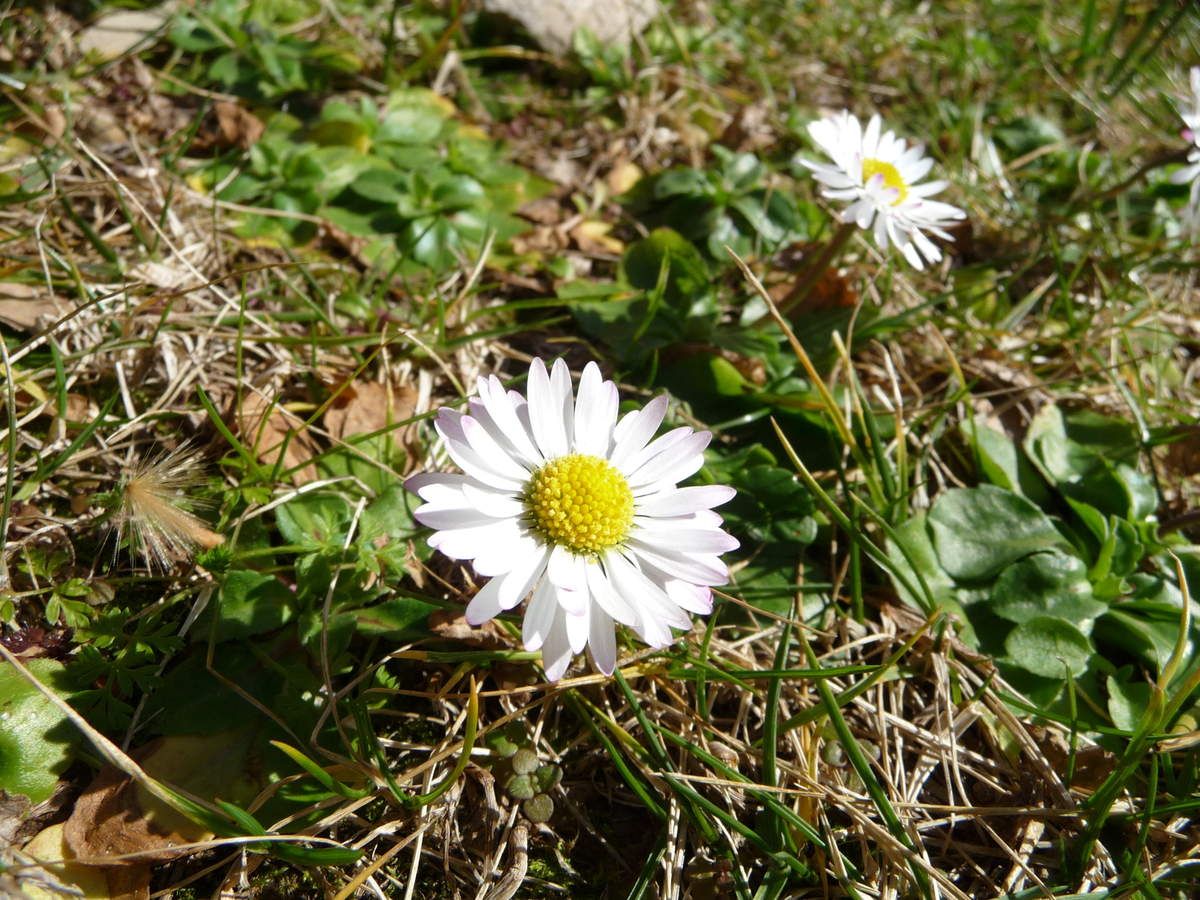 Pâquerette