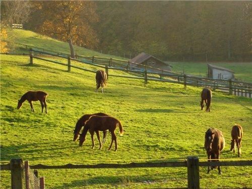 Comment Convaincre Ses Parents D Avoir Un Cheval Comment Convaincre Ses Parents D'avoir Un Cheval