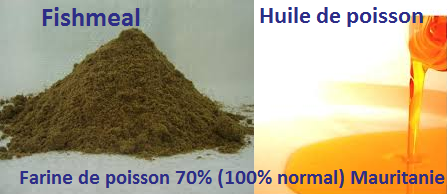 La Mauritanie Pays Le Plus Riche Du Poisson Get Latest Price Contact General Amane Groupe Tel 22237388700 Nouakchott Mauritania Email General Amanee Gmail Com Nous Sommes Exportateur Des Produits Aquatiques De Mauritanie Vivants Frais Et