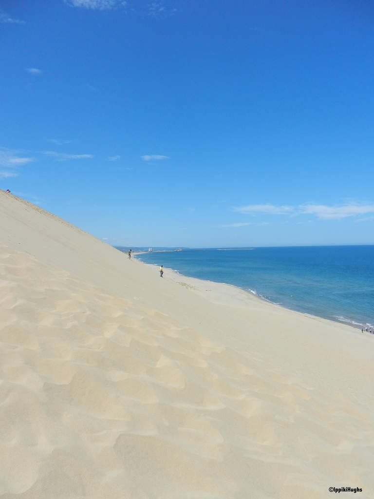 Des chameaux au Japon ? Un Sahara au Japon?