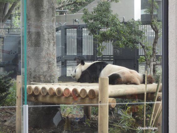 Le Zoo Ueno et ses Pandas (パンダ)