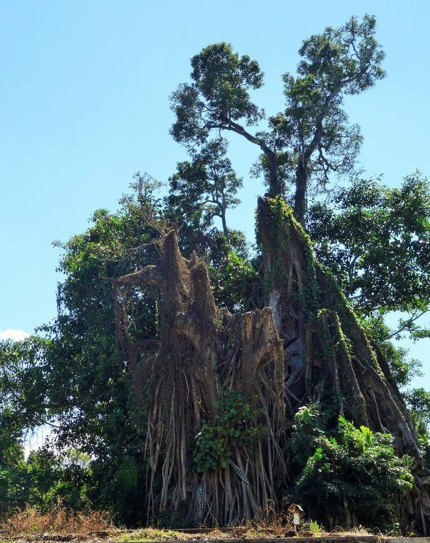 Visite au Banian Tree, arbre le plus gros et le plus vieux de Bali... - Dan  en Asie du Sud Est