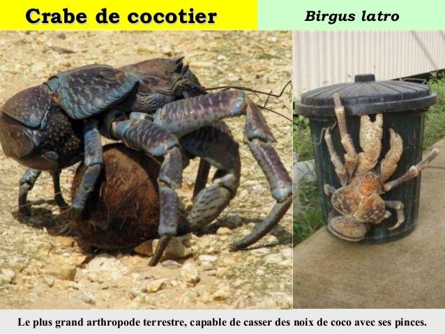 Crabes des cocotier - Mille et un dragons