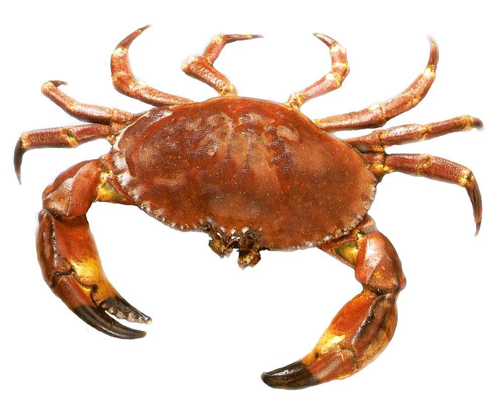 le crabe
