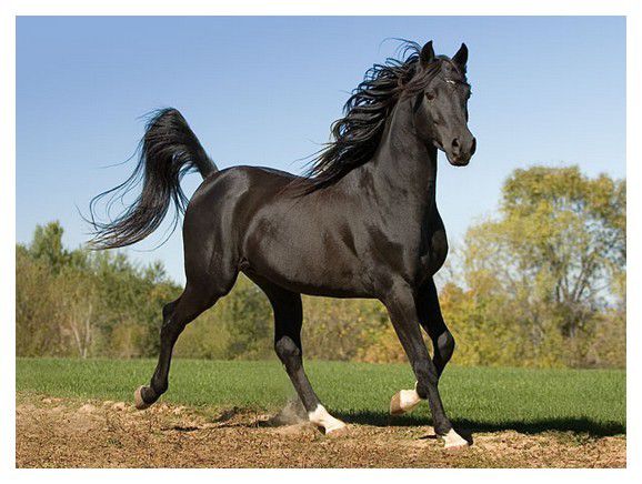 Résultat de recherche d'images pour "chevaux magnifique"