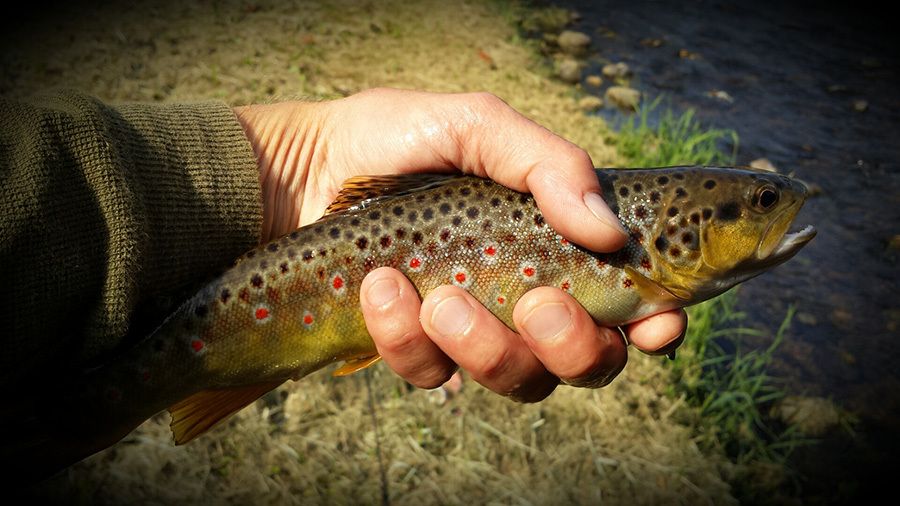 Où dans la pêche russe attraper les poissons dexamen