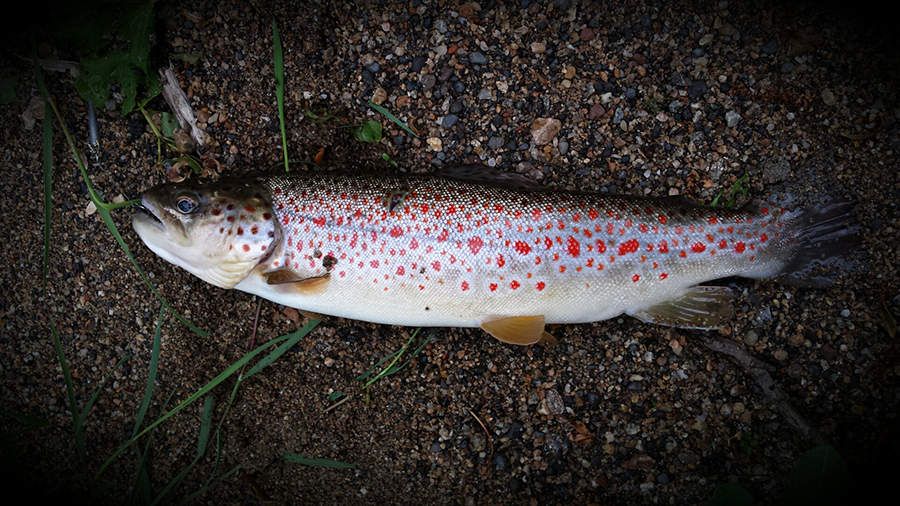 Où la pêche dhiver à tjumeni