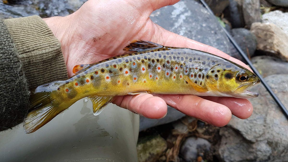 peche truite fario