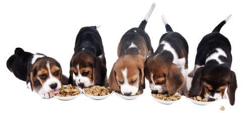 The Best Way To Choose Healthy Food For Your Pet