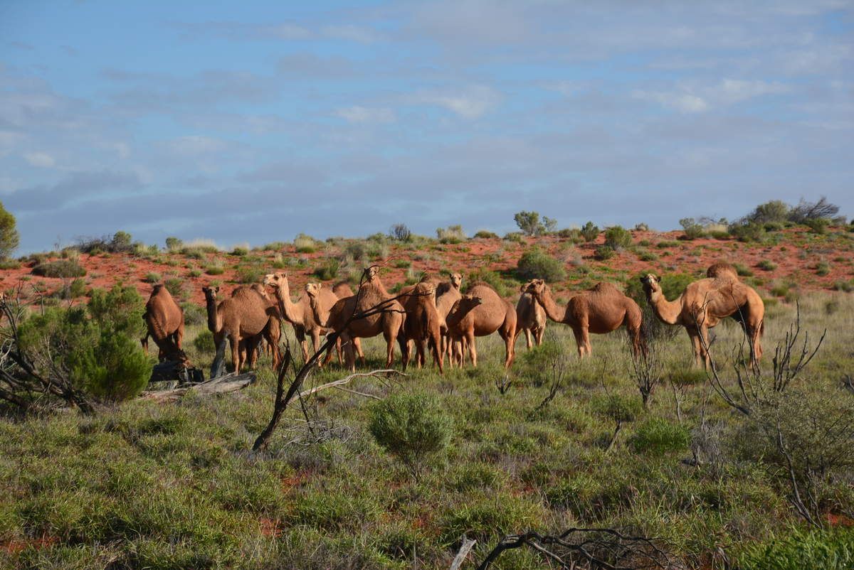 Curtis SpringRoadhouse KulgeraCoober Pedy Voyager en Australie et