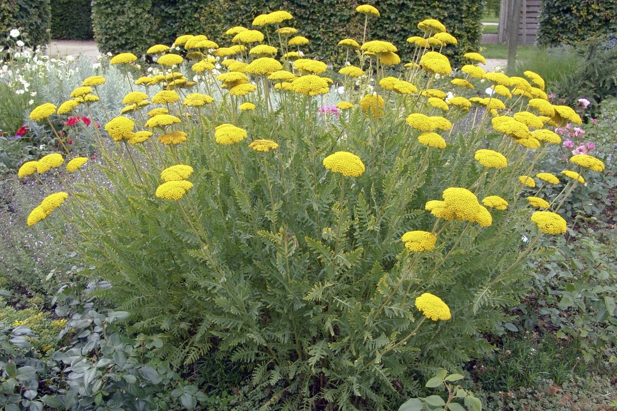 Fleurs jaunes vivaces hautes