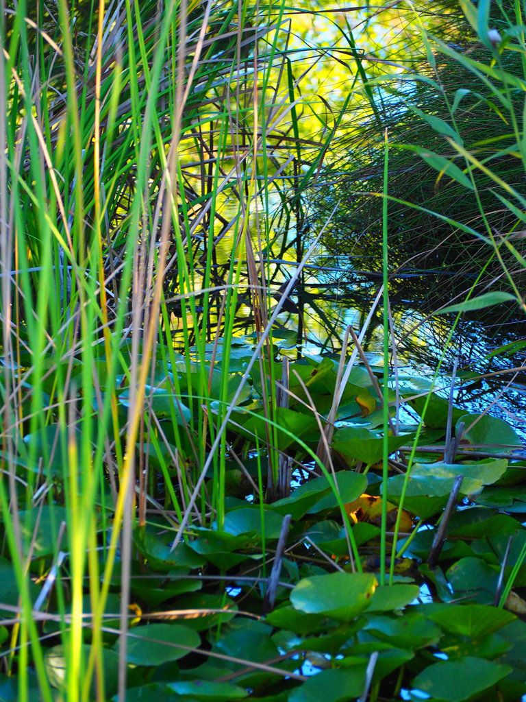 Parc Baudrel La seyne sur mer plan d'eau Est