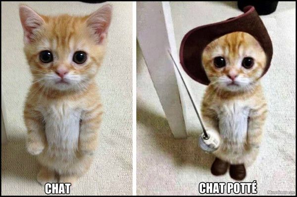 Cat Dressed Like A Little Girl Cat Dressed Like A Little Girl