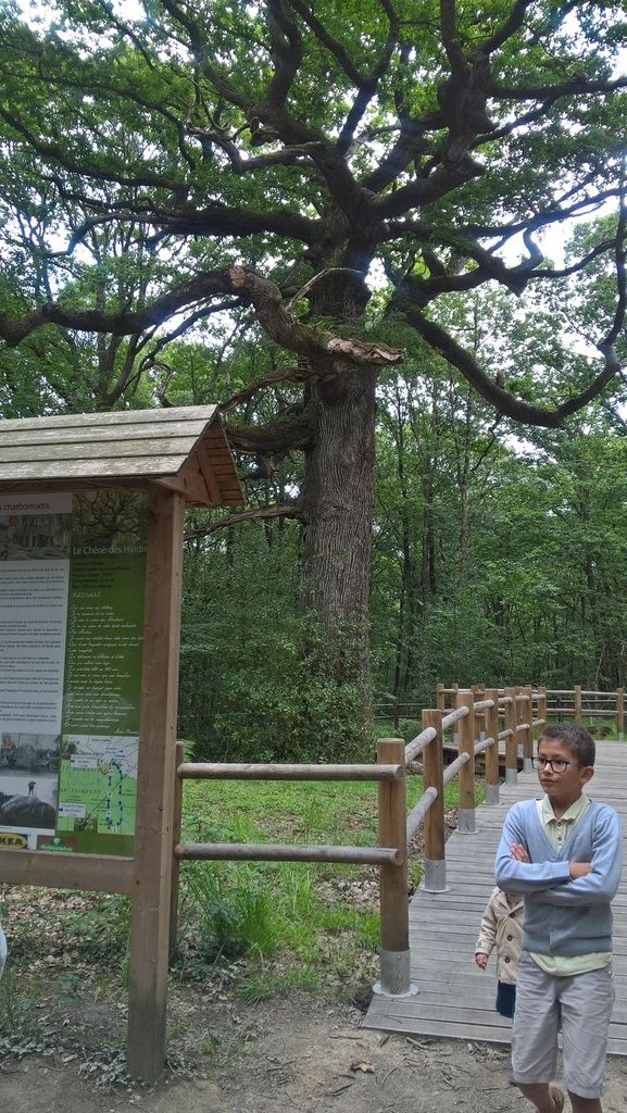 l'arbre guillotin