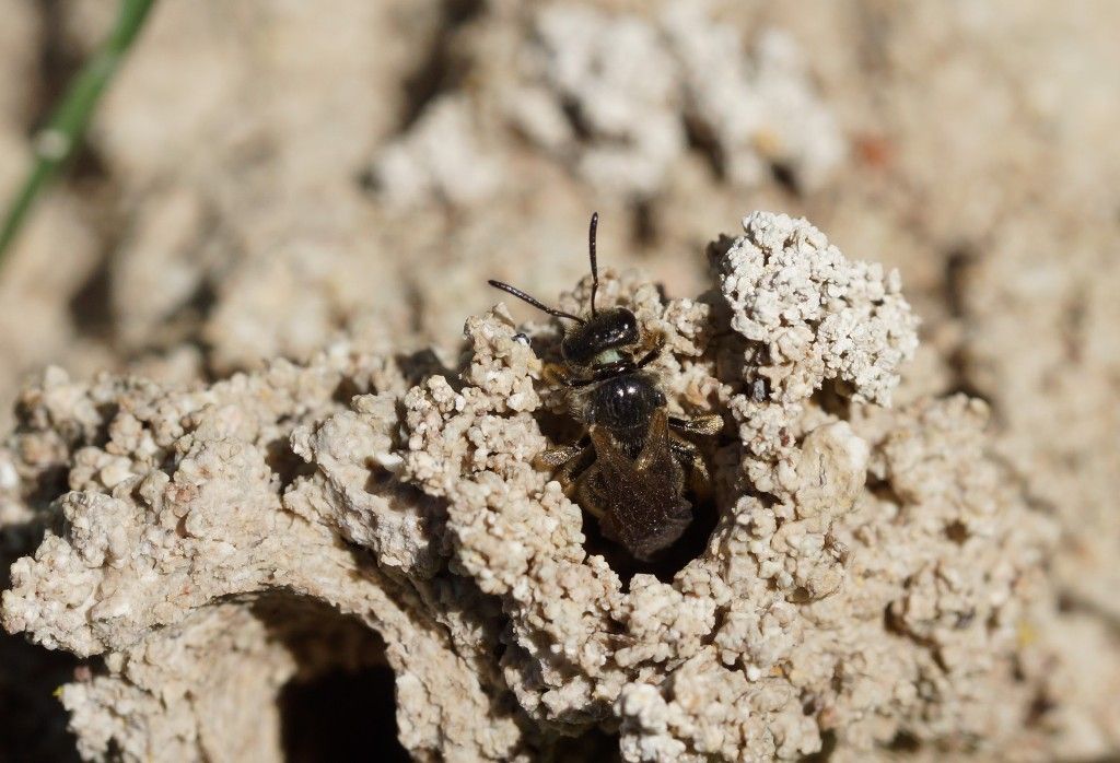 Comment Se Débarrasser Des Guepes Maconnes Nid De Guepe Solitaire
