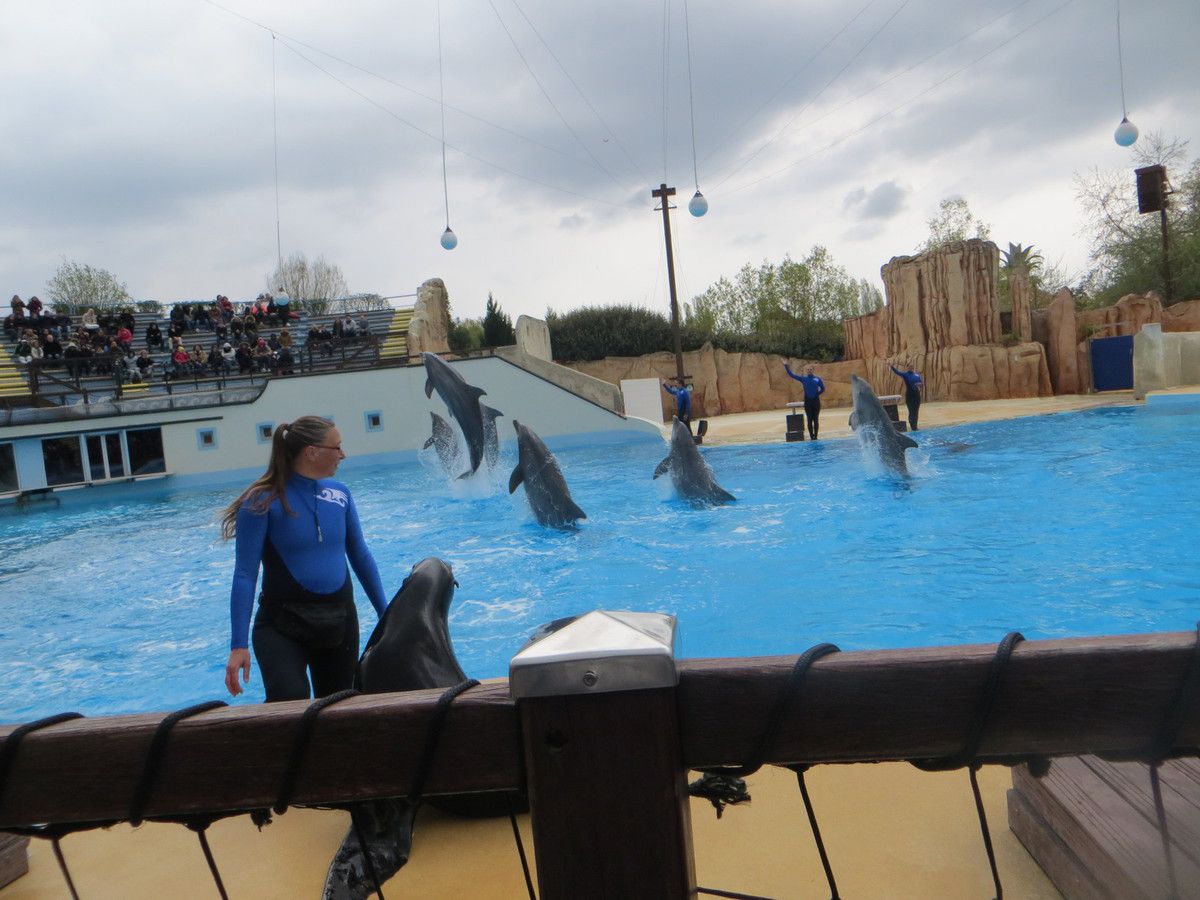 spectacle des dauphins - parc Asterix