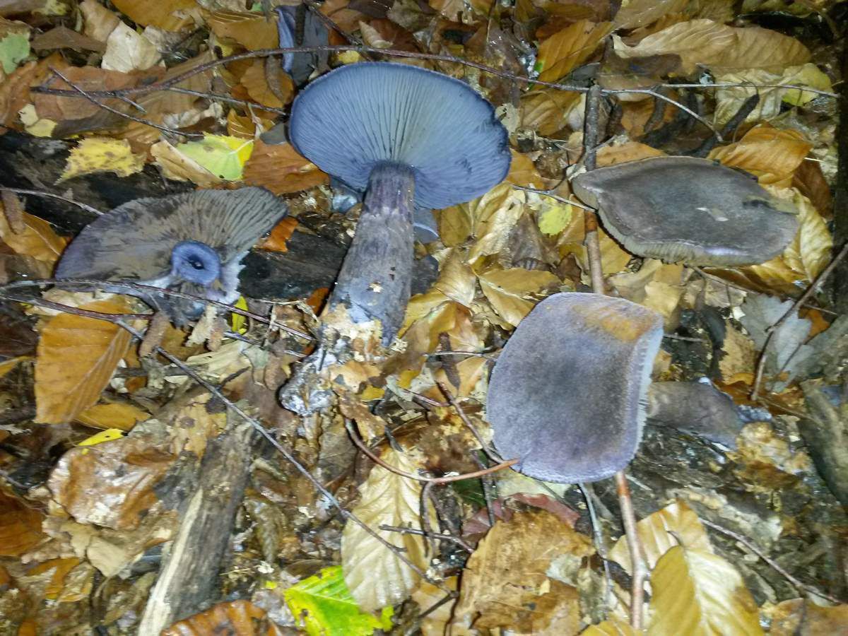 Un champignon violet - Silence ça pousse ... dans la forêt