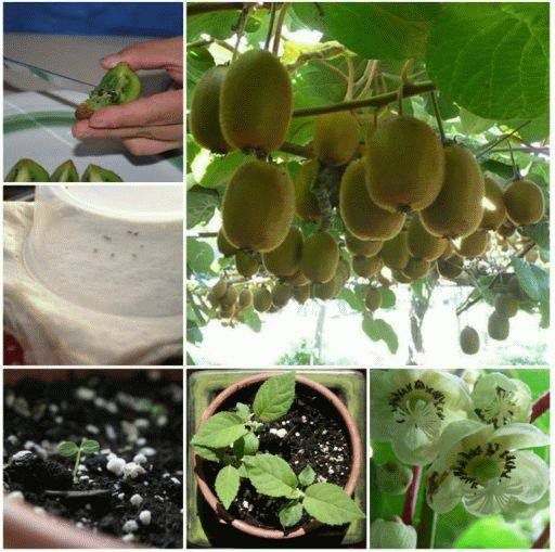 10 fruits tropicaux mangés = 10 plantes tropicales à faire pousser ! ~  Sweet Random Science