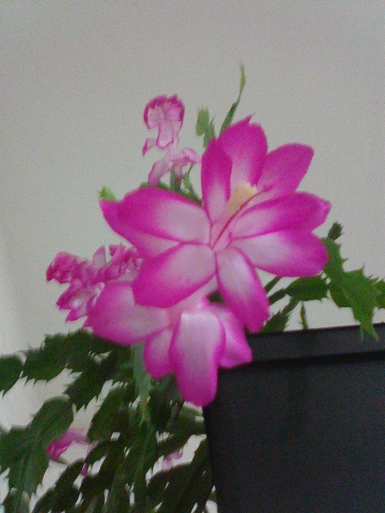 Schlumbergera