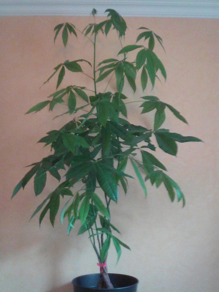 Arbre intérieur