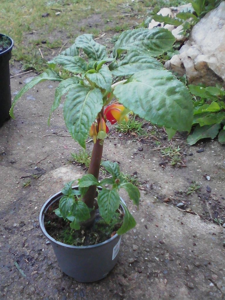 Fleur bec de perroquet