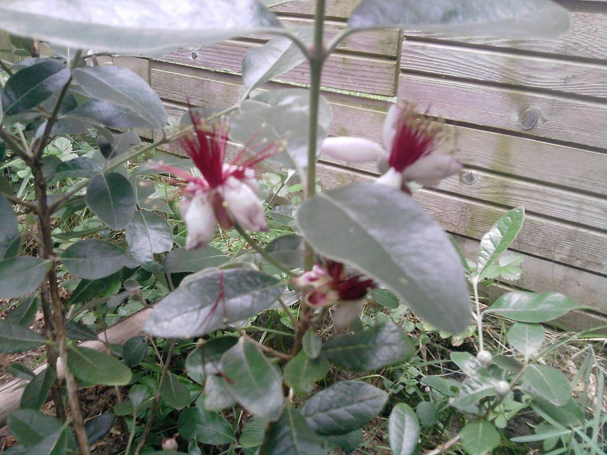 Feijoa Sellowiana 'Coolidge'