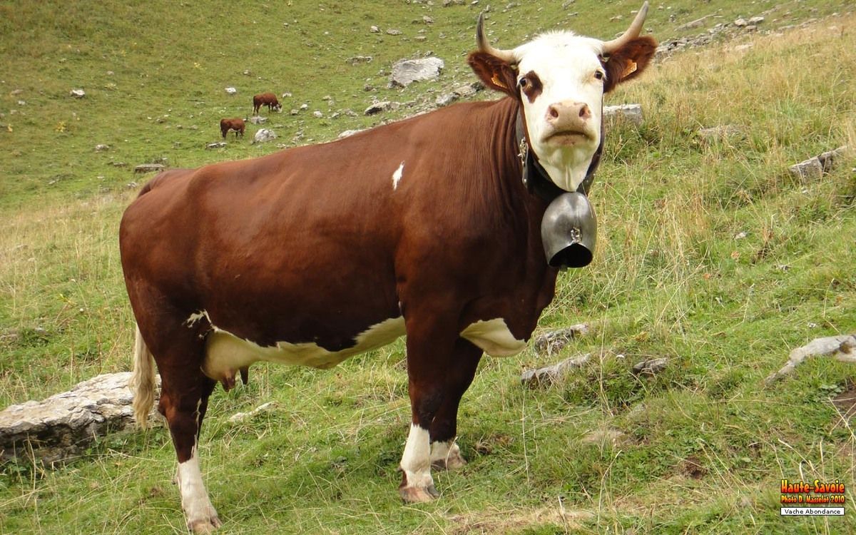 ??pingl?� par Jim Durham sur French #1 Cattle Breeds | Vache, Taureau, Ch?�vre