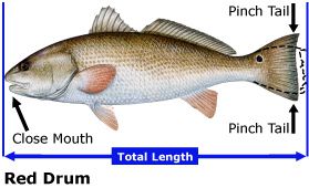 Stay Out of Jail - How to Properly Measure your Catch to Determine