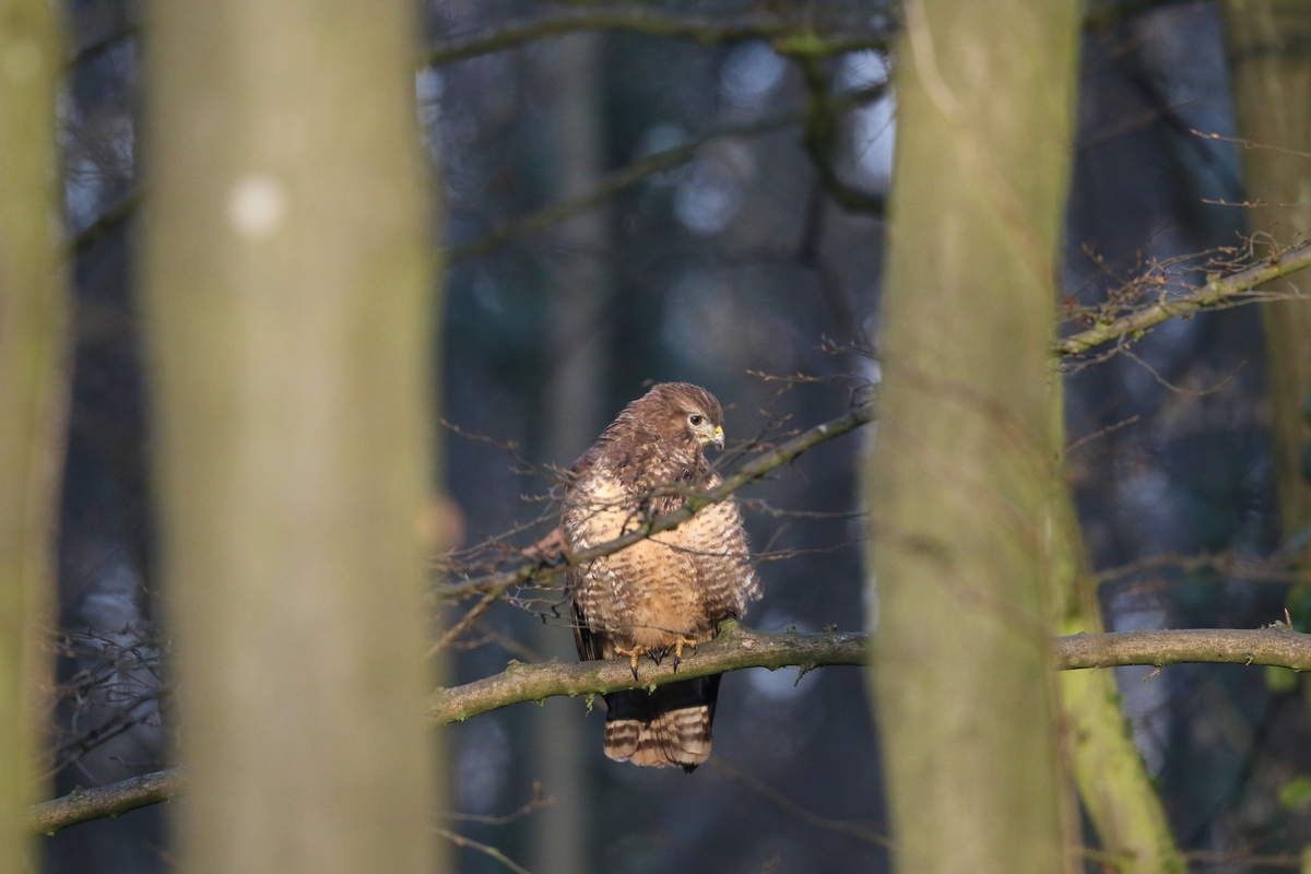 foret de verrieres rencontre