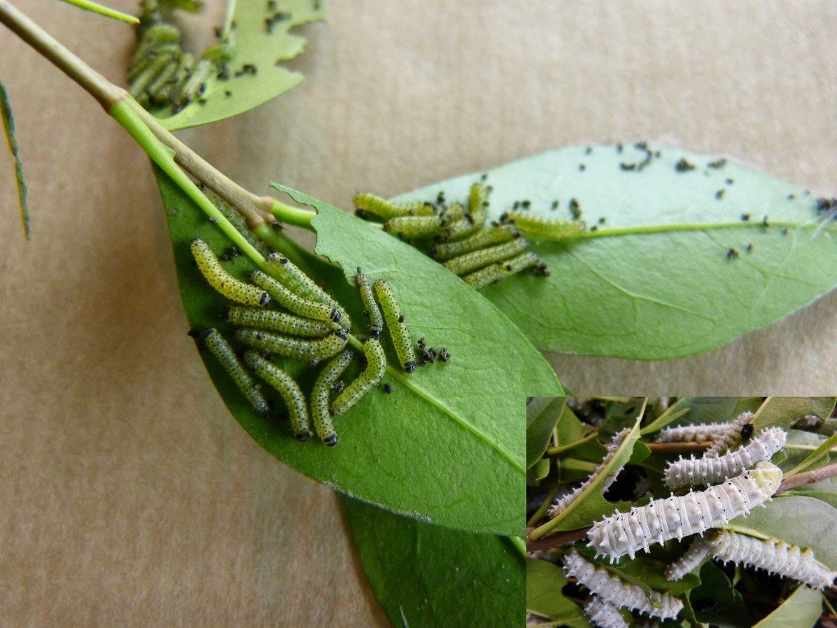 Combien De Pattes A Une Chenille Comment les élever ? - Bombyx eri : le ver à soie facile à élever en