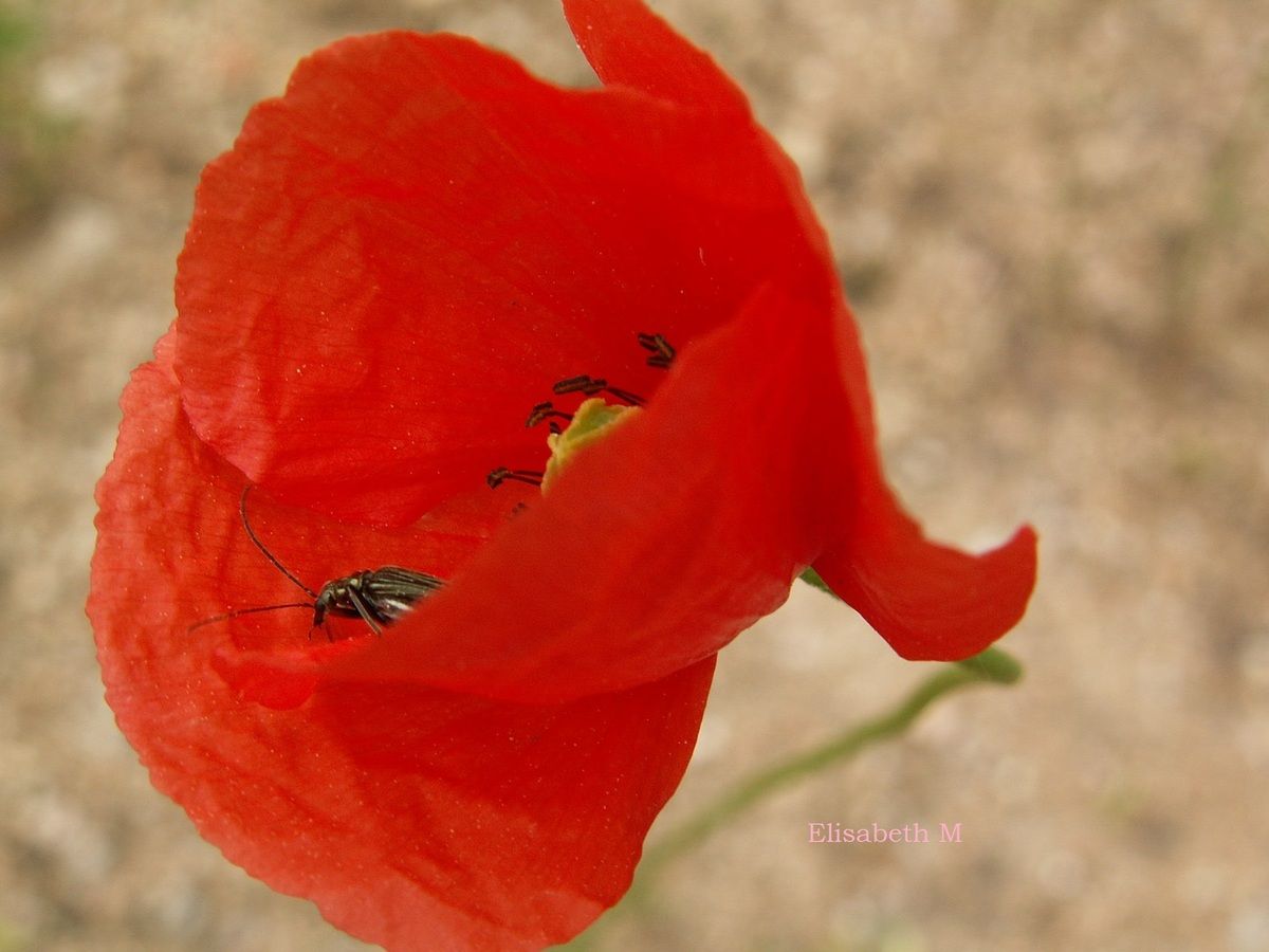 rencontre aurec sur loire