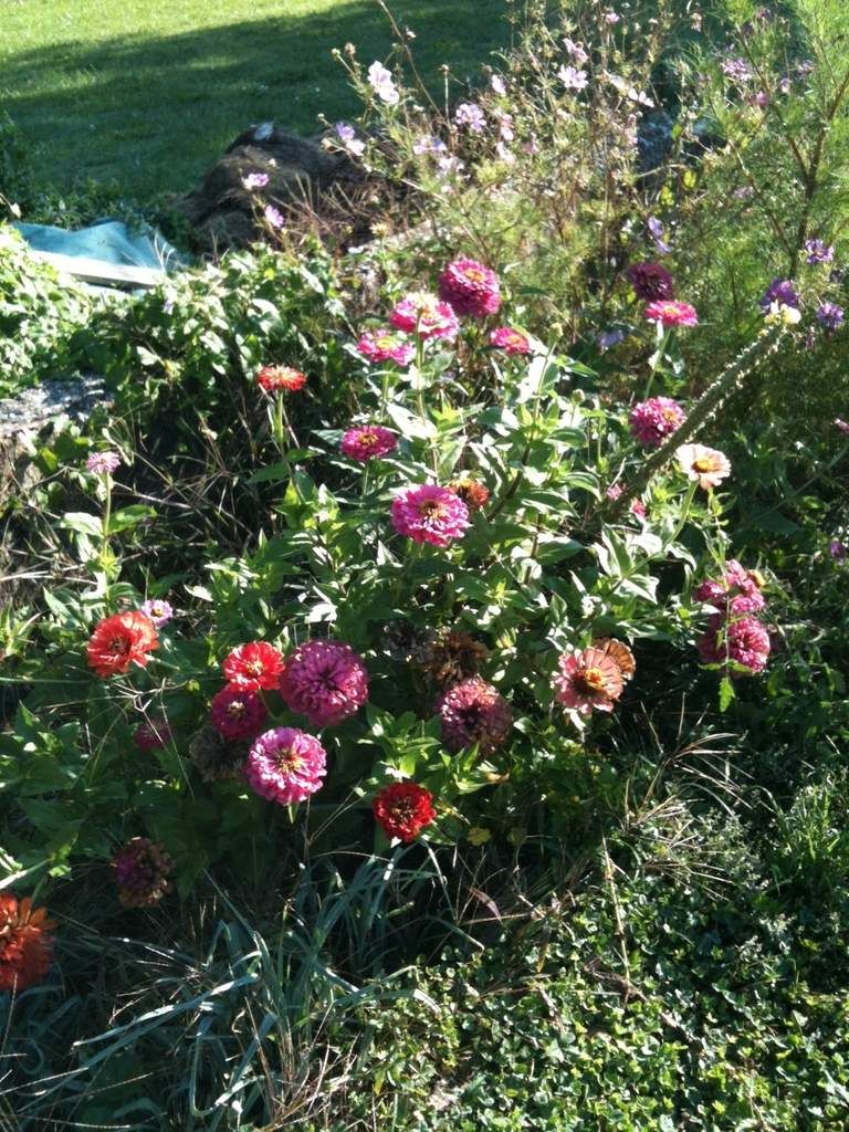 Fin de l'été L'Heureux Coin de Jardin