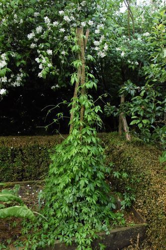 Jiaogulan : la plante d'immortalité - jardin des Quatre Moineaux