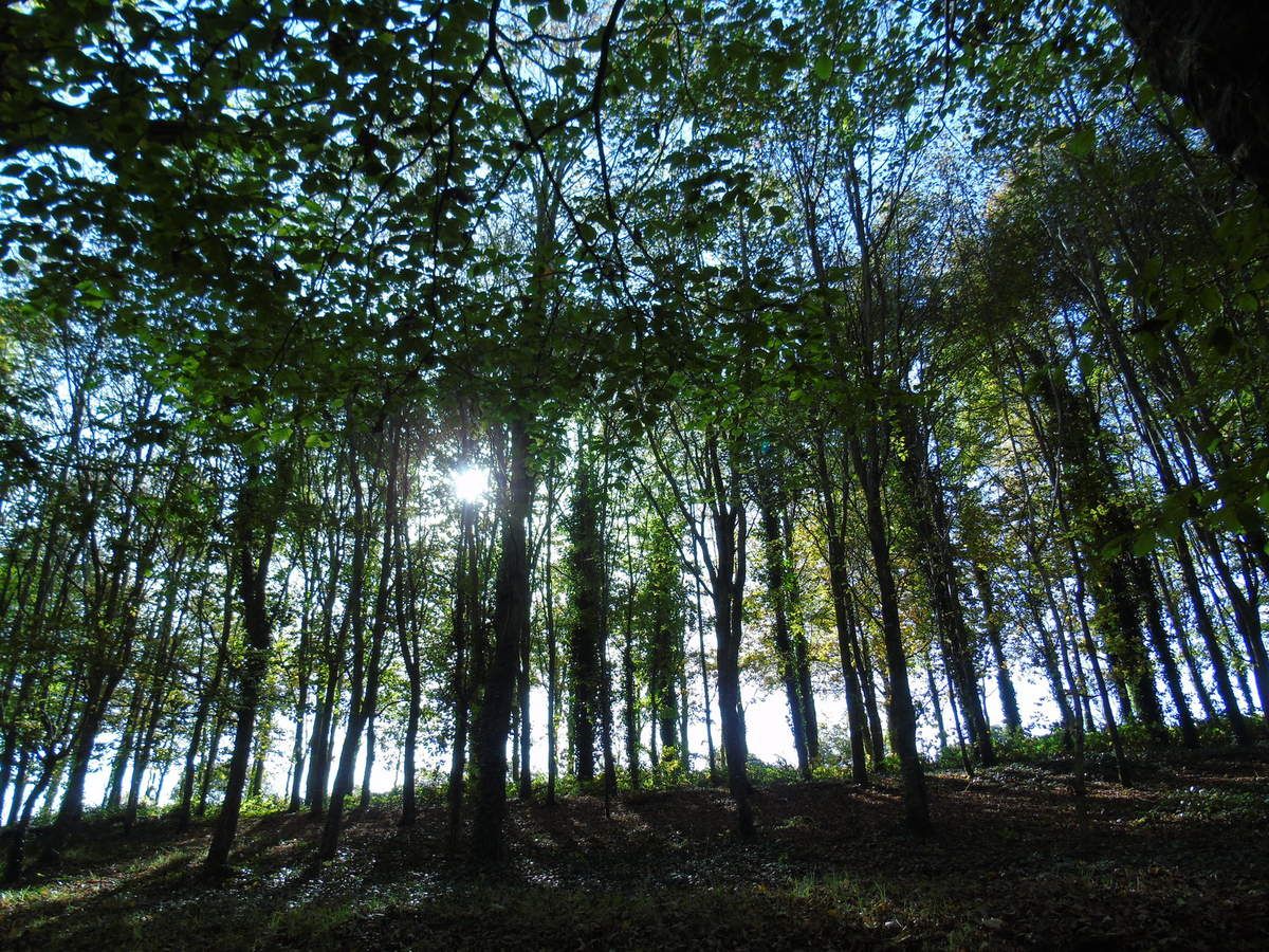 rencontres bois de keroual