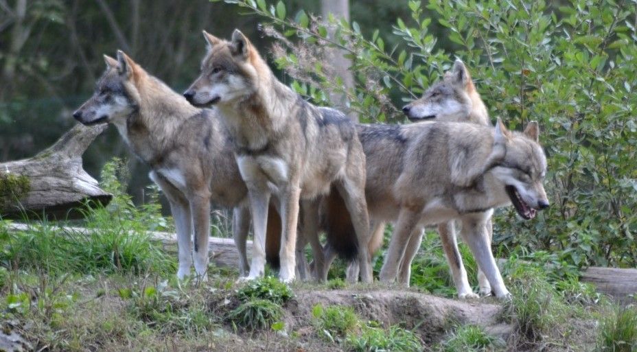 point de rencontre avec les loups gris